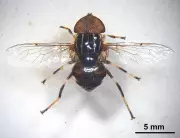 Two New Hoverfly Species Discovered in West Bengal After 103 Years