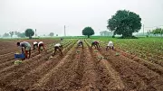 UAS Dharwad to Host Post-Graduate Research Conference on Agriculture