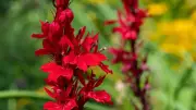 Unlocking the Health Secrets of the Himalayan Buransh Flower