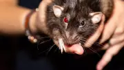 US Rat Infestation: Top 10 Cities with Rodent Problems in 2025