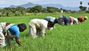 Vaigai Dam at Lowest Level Raises Concerns for Kuruvai Irrigation