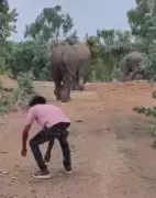 Villagers May Face Action for Provoking Elephants in Viral Video