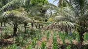 Villages in Karnataka's Bidadi Split Over Land Surrender for Township Project
