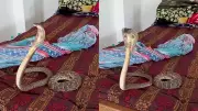 Viral Video Shows Cobra and Viper Hiding in Bedding, Sparks Safety Warnings
