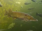 Warming Waters Boost Invasive Pike Appetite, Threatening Alaska Salmon