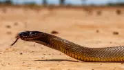 Which Countries Are Home to the World’s Deadliest Taipan Snakes?