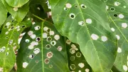 Why Are There Holes in Your Plant Leaves? Causes and Fixes