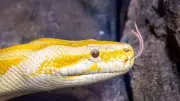 Why Do Snakes Have Forked Tongues? The Surprising Science Behind This Feature
