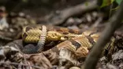Why Missouri Has So Many Snakes and How to Coexist Safely