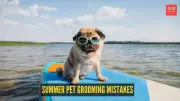 Why Shaving Your Double-Coated Dog in Summer Is Harmful: Expert Explains