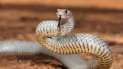 Why Victoria Leads Australia in Snake Incidents: Key Factors Explained