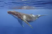 Why Whales Flock to Vancouver: A Tale of Recovery and Climate Stress