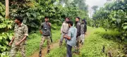 Wild Elephant Attempts to Attack Forest Team During Operation in Kodagu