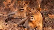 Wildlife Board Members Raise Alarm Over Asiatic Lion Habitat Threats