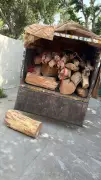 Wildlife Department Seizes 20 Quintals of Khair Wood in Yamunanagar