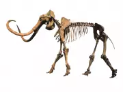 Wisconsin Farmer's Mammoth Bone Discovery Rewrites Early Human History