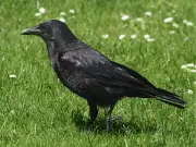 Woman's Rescue of Crow Leads to Gifts from Grateful Flock
