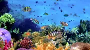 World Reef Awareness Day: 10 Unique Great Barrier Reef Facts Every Traveler Should Know