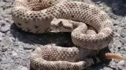 Wyoming's Most Snake-Infested Rivers: Green, North Platte, Snake