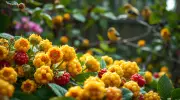Yellow Raspberries Trick Birds Using Color Vision: Natural Pest Control