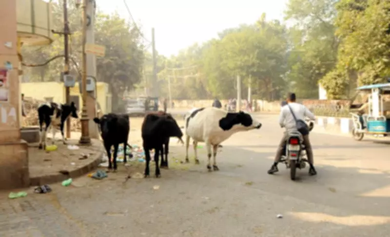 Bathinda Municipal Body Imposes ₹1 Lakh Fine for Abandoning Stray Cattle