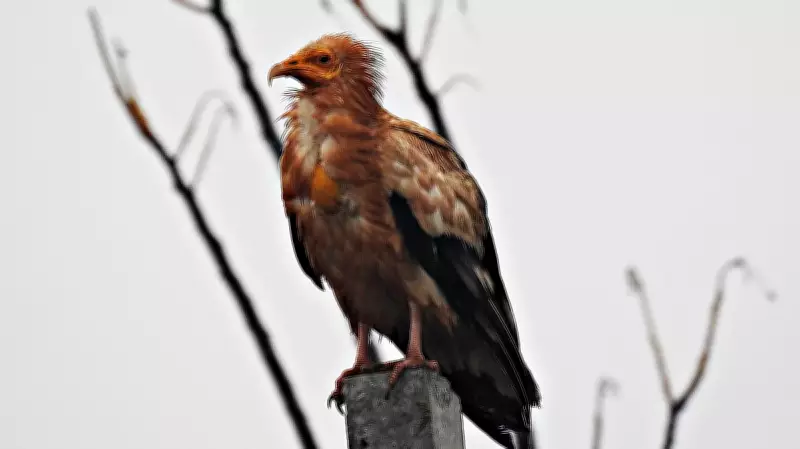 Bengaluru's New High-Rise Plan Worries Birders Over Species Loss