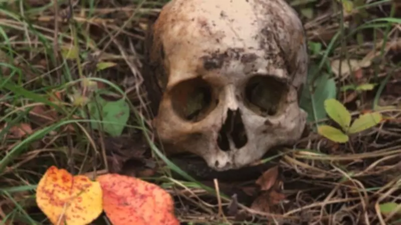 Cannibalism Causes Population Collapse, New Study Finds