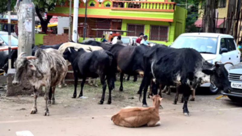 Civic Body Plans Facility for Stray Cattle in Hubballi