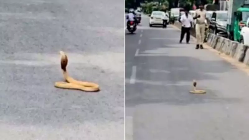 Cobra Blocks Bengaluru Road for 40 Minutes, Viral Video Stuns Internet