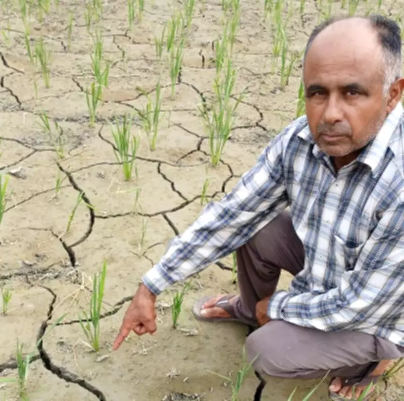 Cracks in Fields, Rising Costs Deepen Paddy Farmers' Worries Across Punjab