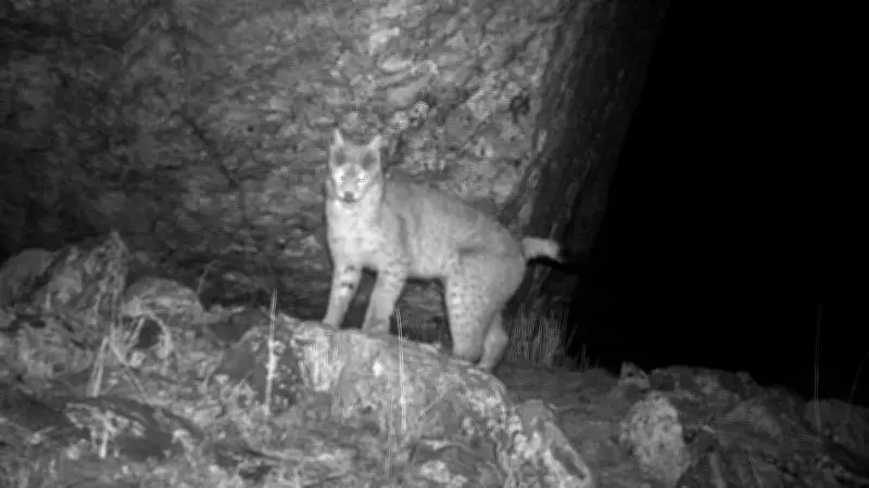 Eurasian lynx photographed for first time in Sikkim, confirms forest dept