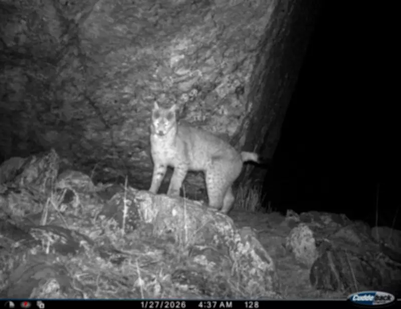 Eurasian Lynx Photographed for First Time in Sikkim's Tso Lhamo Plateau