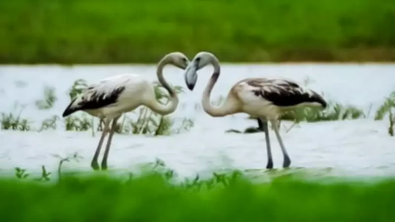 Greater Flamingos Visit Bengaluru's Hoskote Lake in Rare Sighting