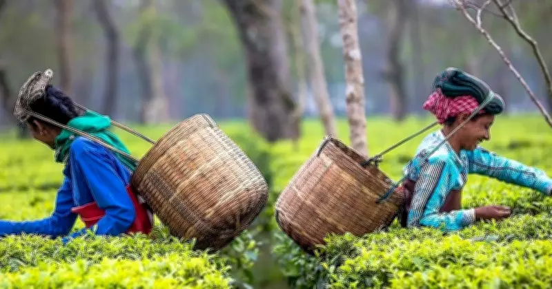 India's first commercial matcha tea produced in Assam with Japanese collaboration