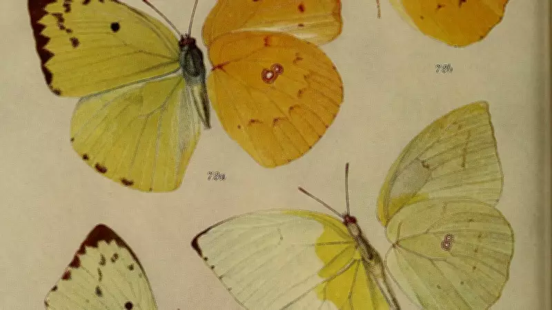 India's Wild Heritage Keepers: Early Meetings at Bhau Daji Lad Museum