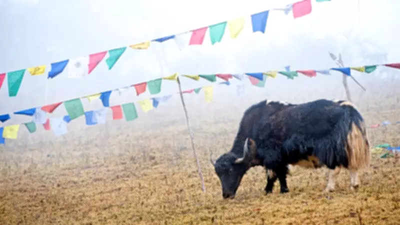 IoT System to Monitor Yak Movement Near China, Bhutan Borders