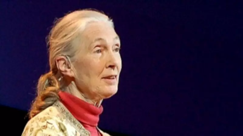 Jane Goodall Quote: On Being a Difficult Woman