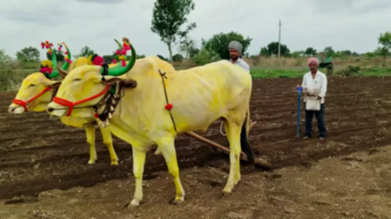 Karnataka Sowing Plunges as Rains Remain Elusive for Farmers