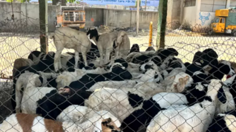 Kashmir Mutton Crisis Ends as Punjab Revokes 4% Livestock Transport Tax