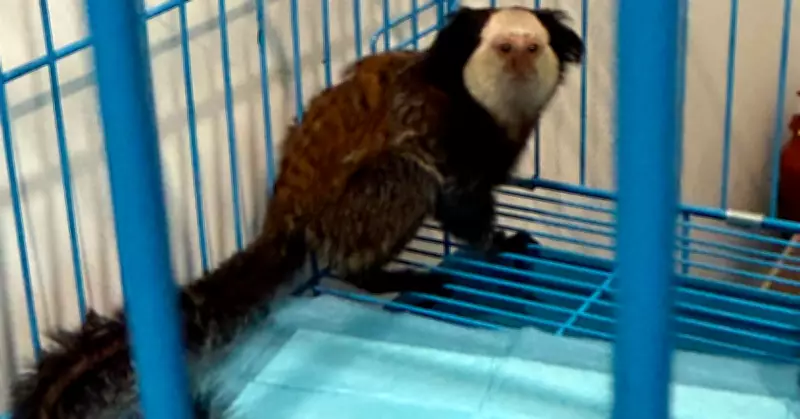 KIA logs fourth wildlife smuggling case since April; mescaline seized