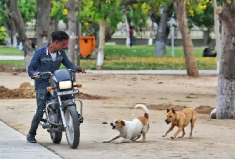 Moga on edge: Labourer attacked by stray dog pack days after fatal mauling