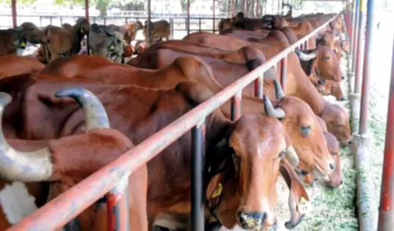 MP to give cows at subsidised rates to Ladli Behna beneficiaries