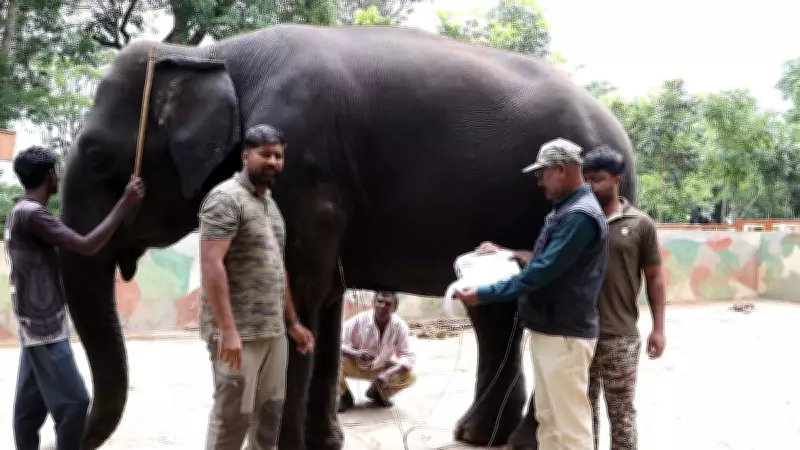 Mysuru Dasara 2026: Elephant Selection Process Begins After Kanjan Dropped