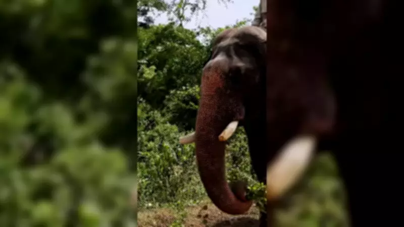 Mysuru Dasara's Star Elephant Abhimanyu's Tusk Damaged