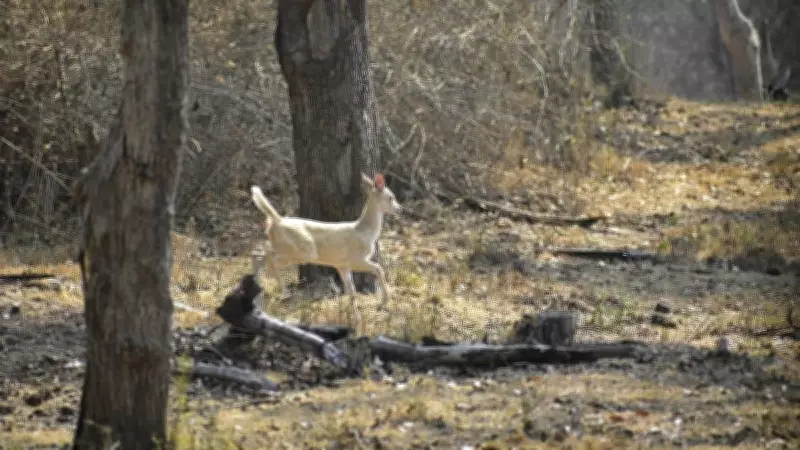 Nagarahole Forest Guard Held for Keeping Deer at Home for Slaughter