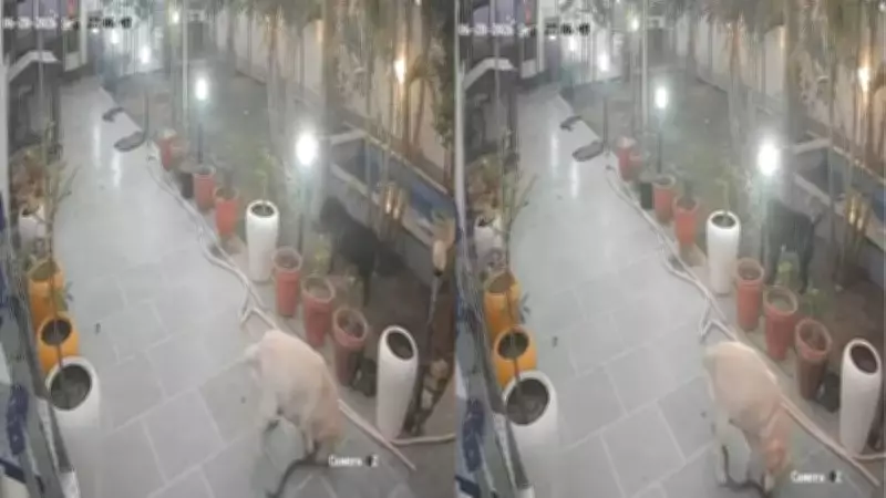 Pet Dog Dies Fighting Black Cobra to Protect Family in Haryana