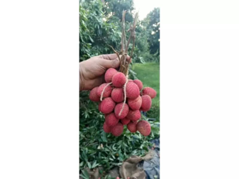 Punjab's First Litchi Export to Oman Hailed by Piyush Goyal