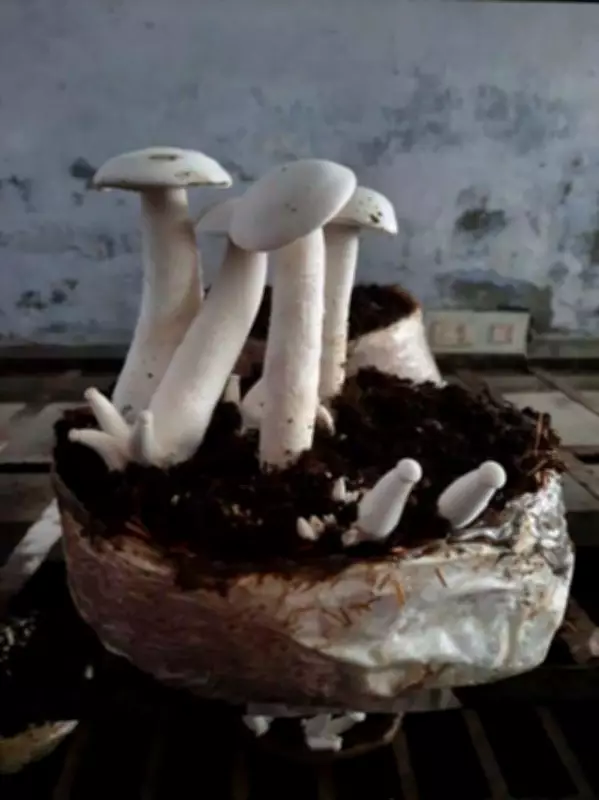 PUNSUP Chairman Urges Farmers to Adopt Mushroom Cultivation with Rs 80K Subsidy