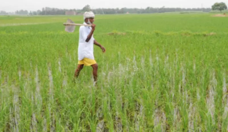 Sirsa farmers urge Haryana to finalise Kharif crop insurance firms