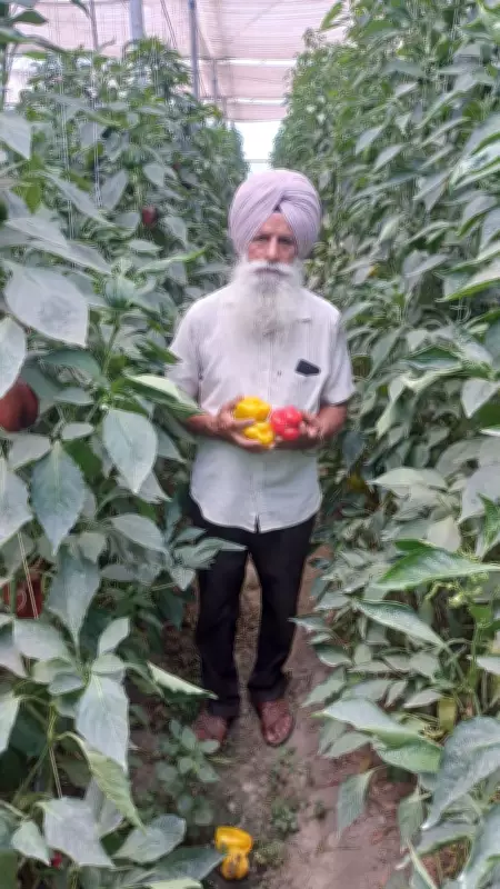 Sultanpur Lodhi farmer earns big with polyhouse farming, sets example